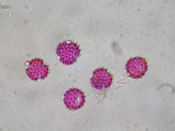 Acroclinum roseum2