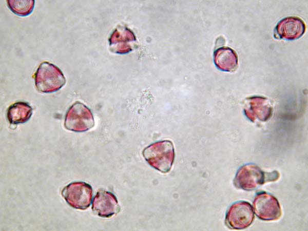 Aeonium lindleyi2