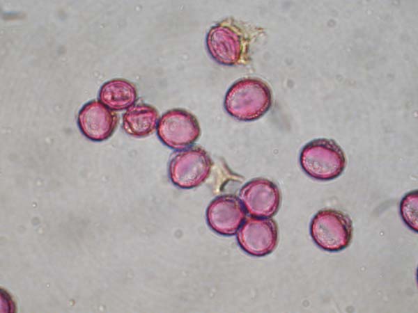 Aesculus californica2