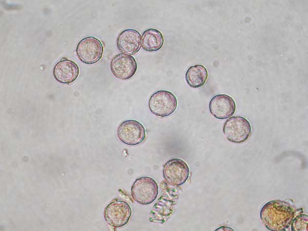 Anemone hupehensis2