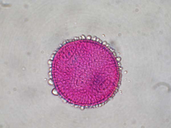 Cephalaria flava1