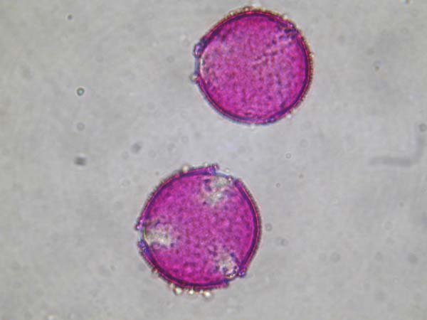 Clerodendrum thomsonii2