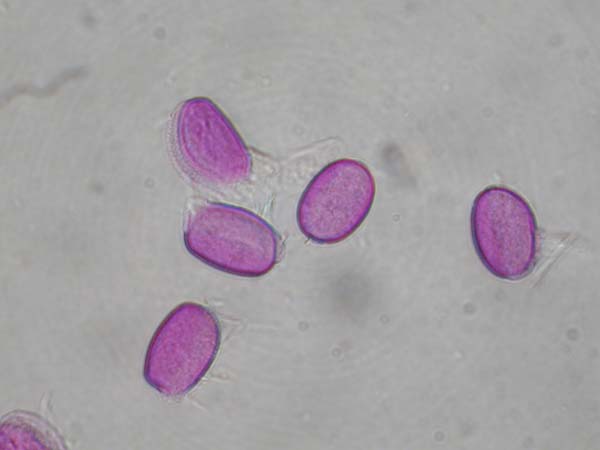 Cochiostemia odoratissimum2