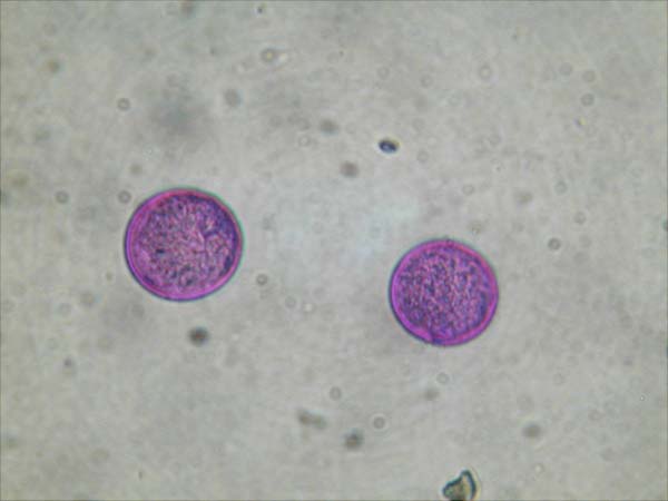 Cymbopogon citratus2