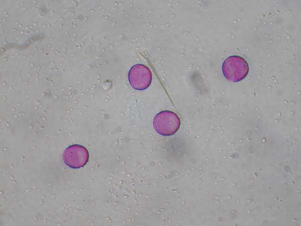 Drosanthemum hispidum