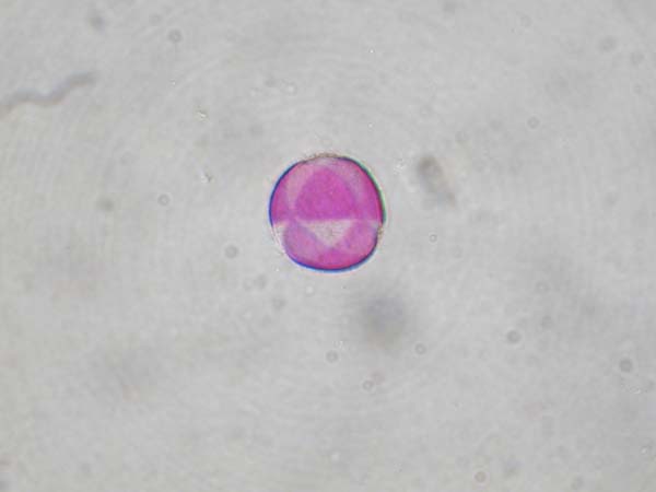 Lamium purpureum2