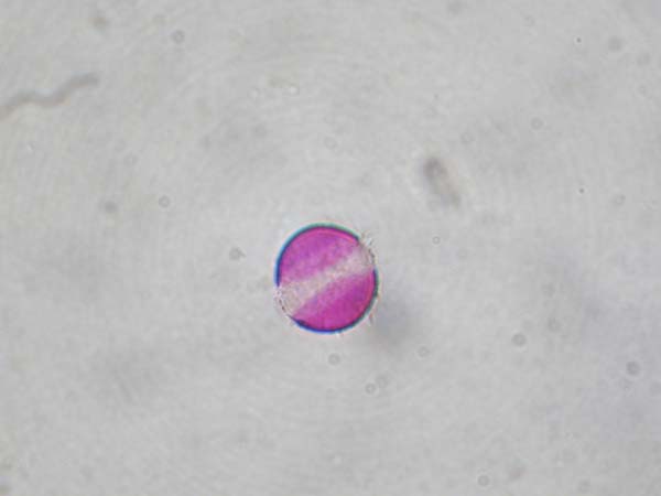 Lamium purpureum3