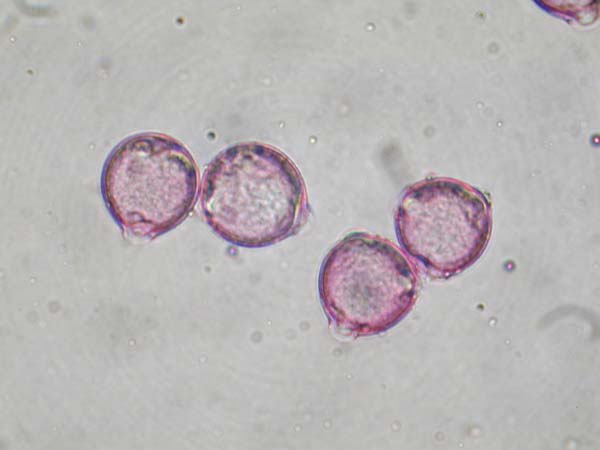 Nicandra physaloides