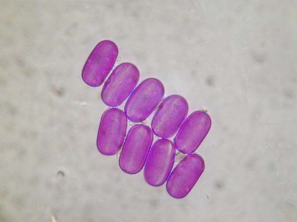 Onobrychis viciifolia2