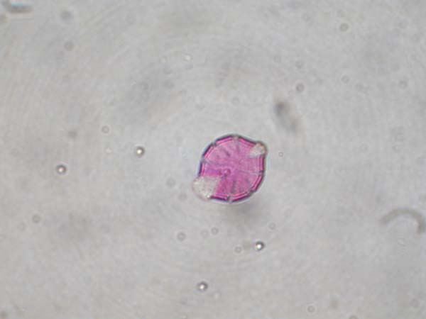 Phuopsis stylosa2
