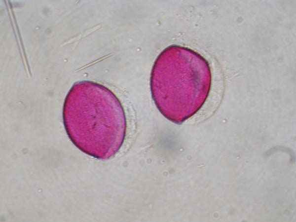 Puschkinia scilloides1