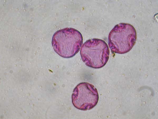 Tilia platyphyllus