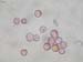 Anemone hupehensis1