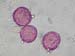 Astrophytum myriostigma2
