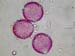 Clerodendrum thomsonii1