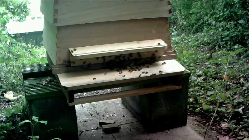 hive webcam