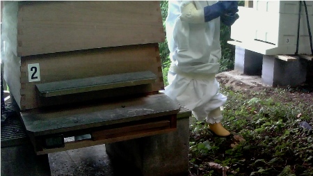 Small beekeeper